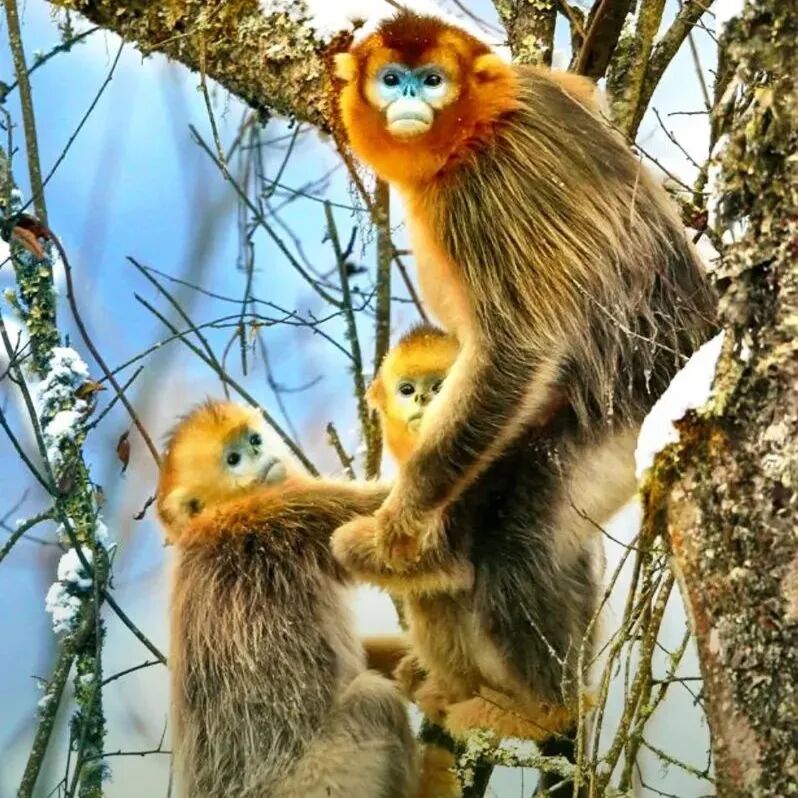 图源网络拜访熊猫源,和邓池沟四只大熊猫原住民say hi~星睿,英美,龙欣