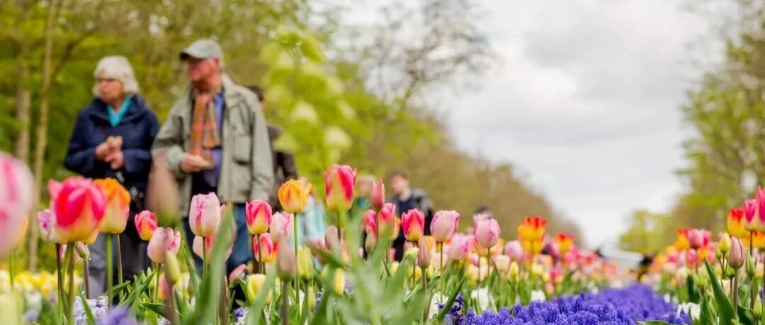 世界上最美的春日花园重新限时开放！请收下这份带着香气的攻略~