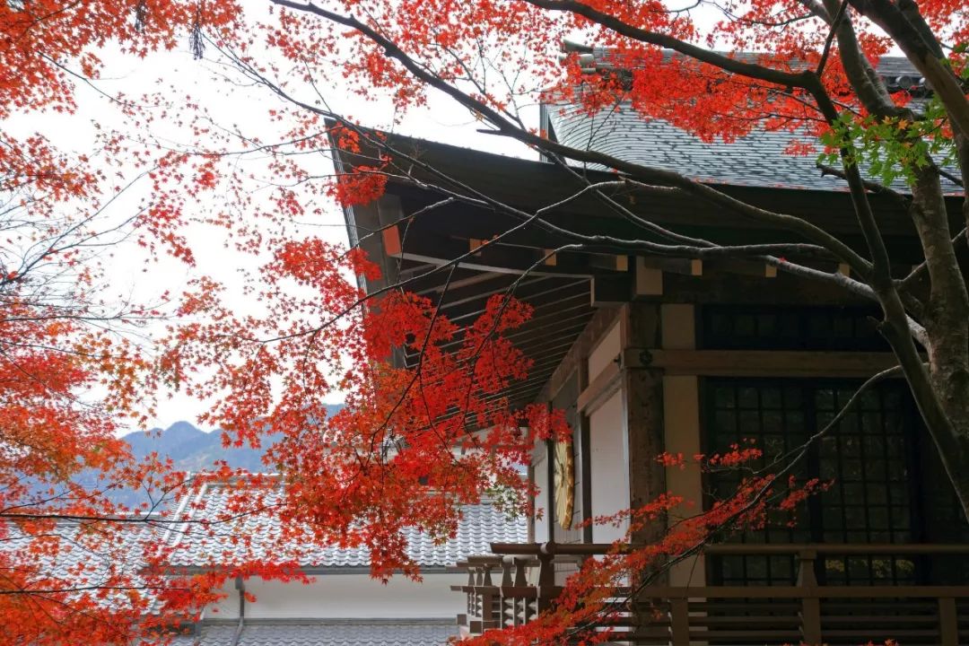 除了一年開兩次的琉璃光院，京都還私藏了些紅葉勝地能讓你驚嘆不已～ 旅行 第25張