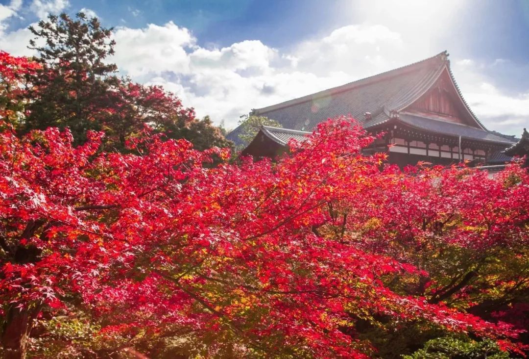 除了一年開兩次的琉璃光院，京都還私藏了些紅葉勝地能讓你驚嘆不已～ 旅行 第12張