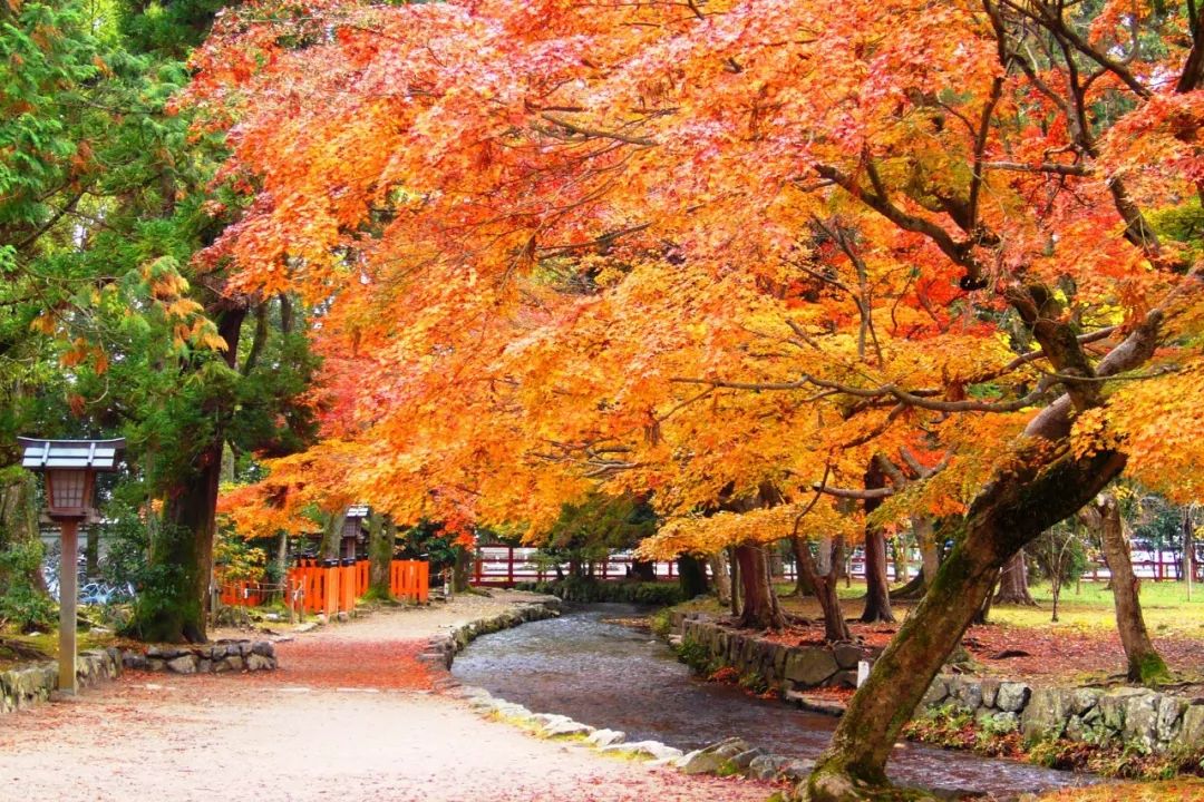 除了一年開兩次的琉璃光院，京都還私藏了些紅葉勝地能讓你驚嘆不已～ 旅行 第4張