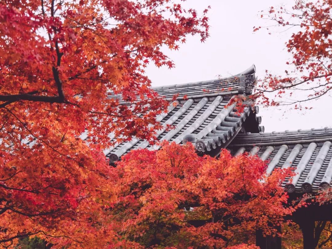 除了一年開兩次的琉璃光院，京都還私藏了些紅葉勝地能讓你驚嘆不已～ 旅行 第13張