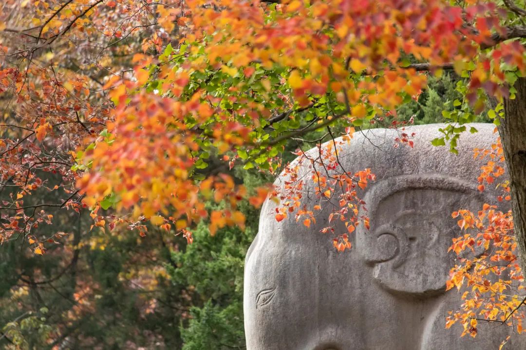 在這座江山環抱的古都，沒有一隻鴨子能成功逃離 旅遊 第2張