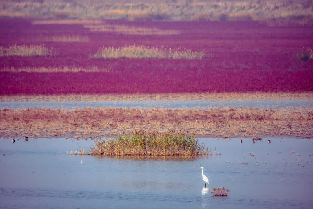 盐城的204国道,而在最接近黄海的海堤公路以东,新形成的滩涂湿地仍在