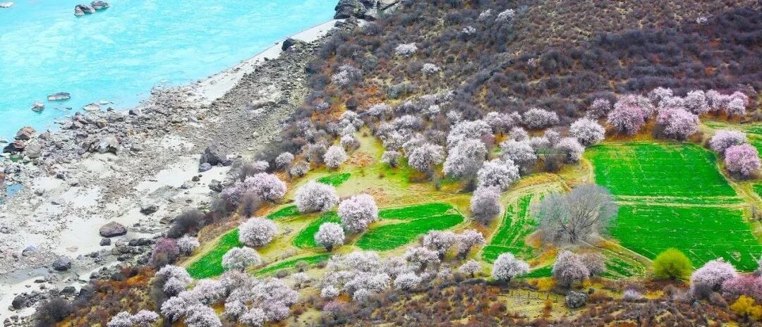 急速蹿红的赏花圣地，3月开始美到极致