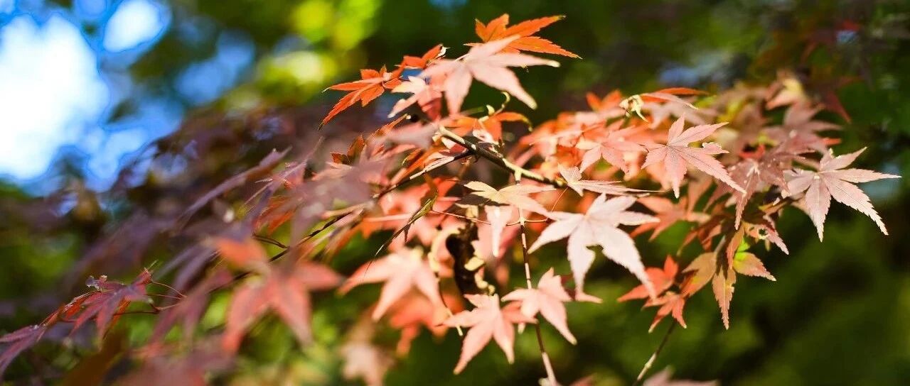 今秋最美的“枫景”在哪里？LP都给你整理好了