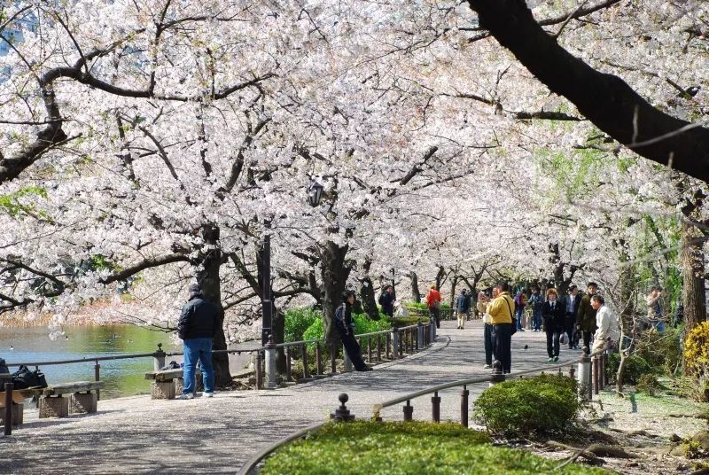 承包你未來的東京遊！四天經典旅行路線已經準備上了～ 旅行 第28張