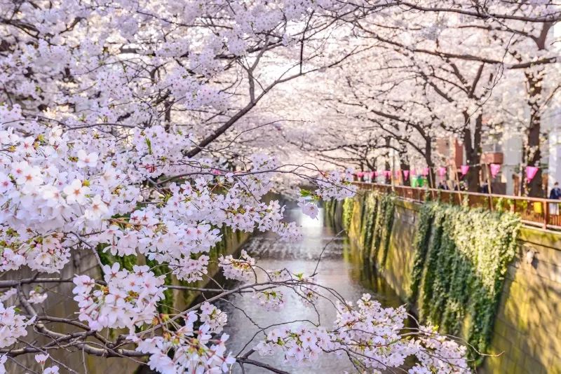 承包你未來的東京遊！四天經典旅行路線已經準備上了～ 旅行 第48張