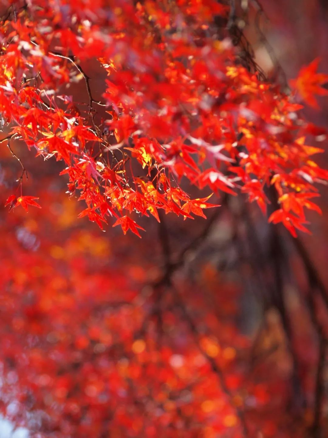 今年紅葉季，應該去哪裡？ 旅遊 第3張