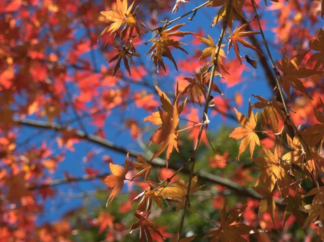 今年紅葉季，應該去哪裡？ 旅遊 第35張