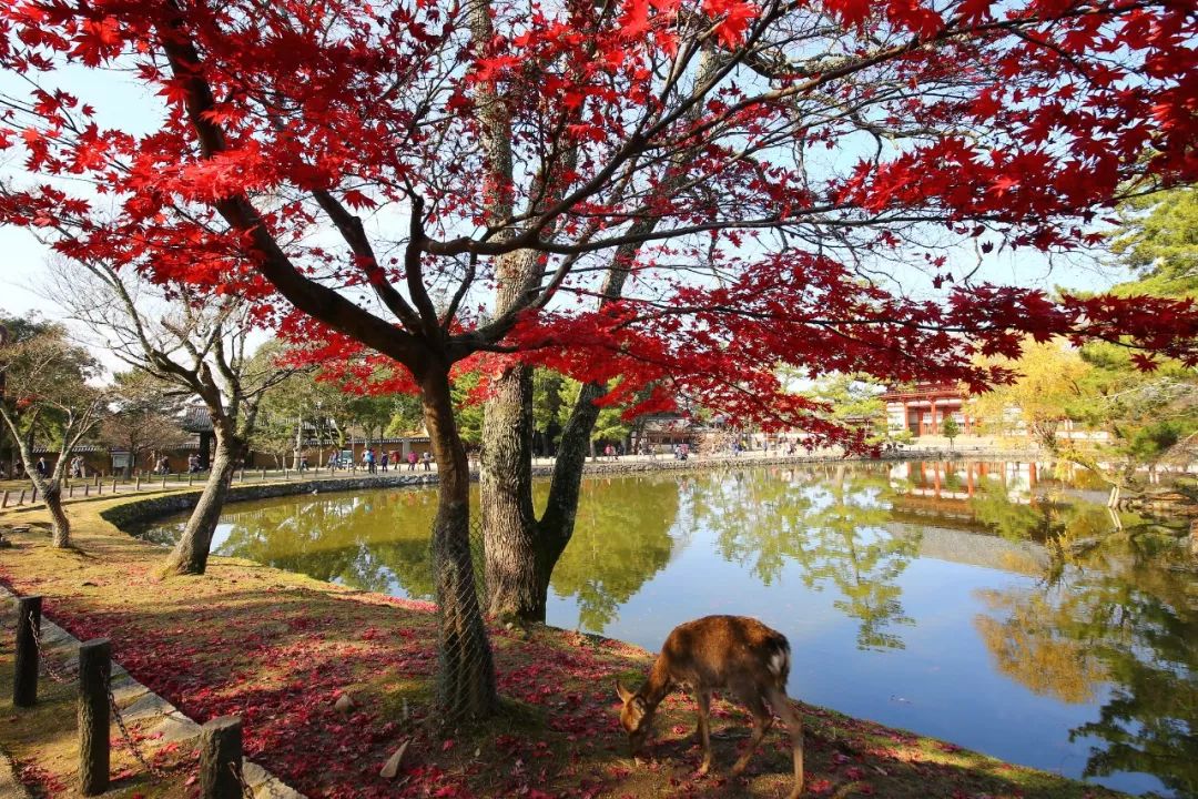 今年紅葉季，應該去哪裡？ 旅遊 第12張