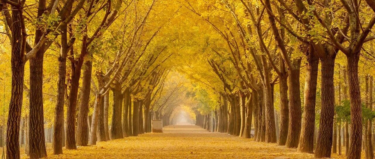 这个苏北城市的银杏美了千年，现在正是游玩的好时节