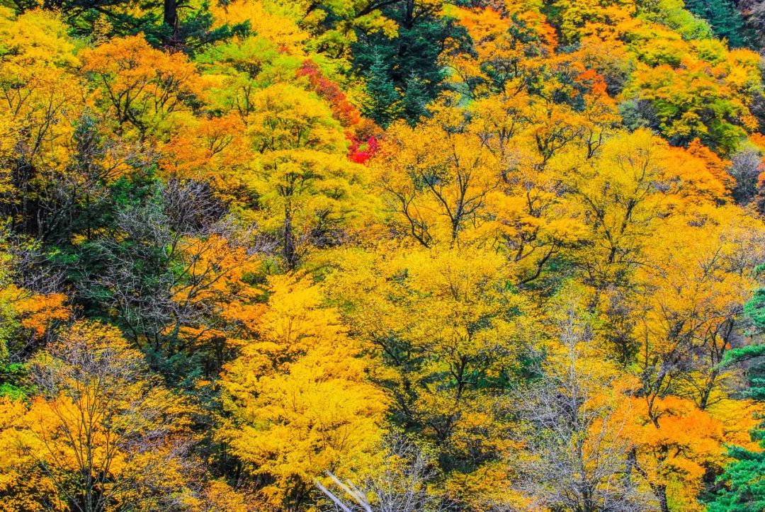 中國秋日美景大賞！你需要知道的6個目的地 旅遊 第28張