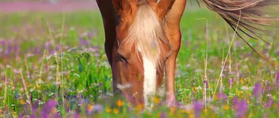 限时免票啦！来大西北的温柔乡，开启一场花样逃离之旅～