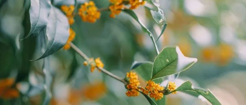 人间九十月，木樨香满身，赏桂花的绝佳地原来在这里