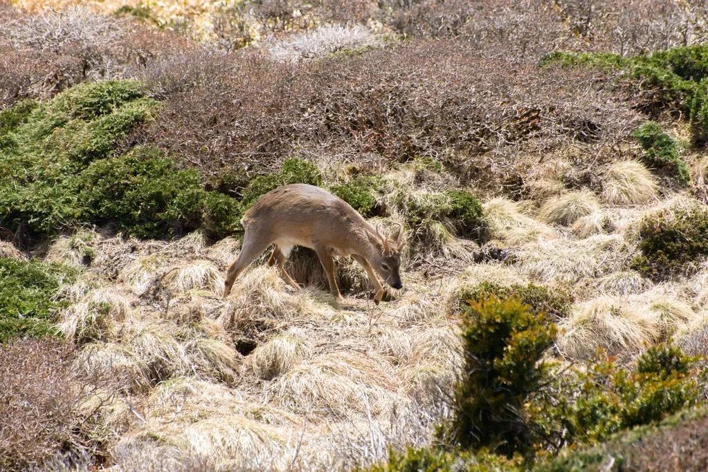 夏天想臨時「出逃」？這幾個免簽海島可以考慮一下 旅遊 第46張