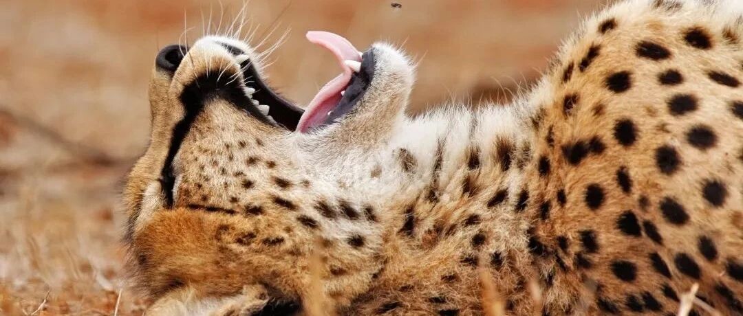 神奇动物在哪儿？答案就在全世界的国家公园里！