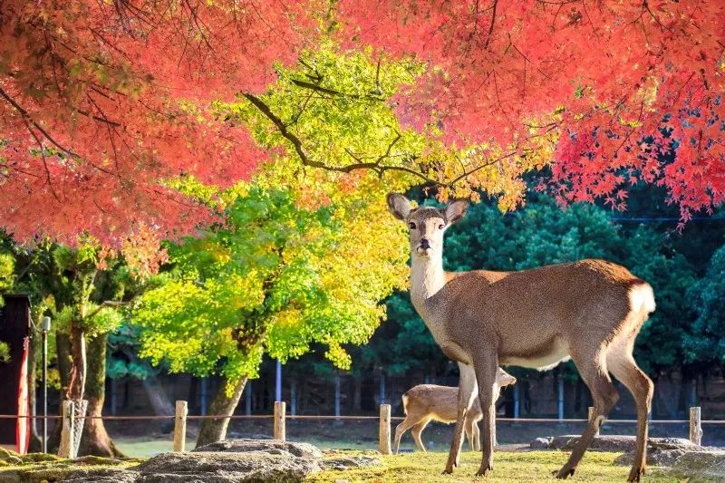 今年紅葉季，應該去哪裡？ 旅遊 第10張