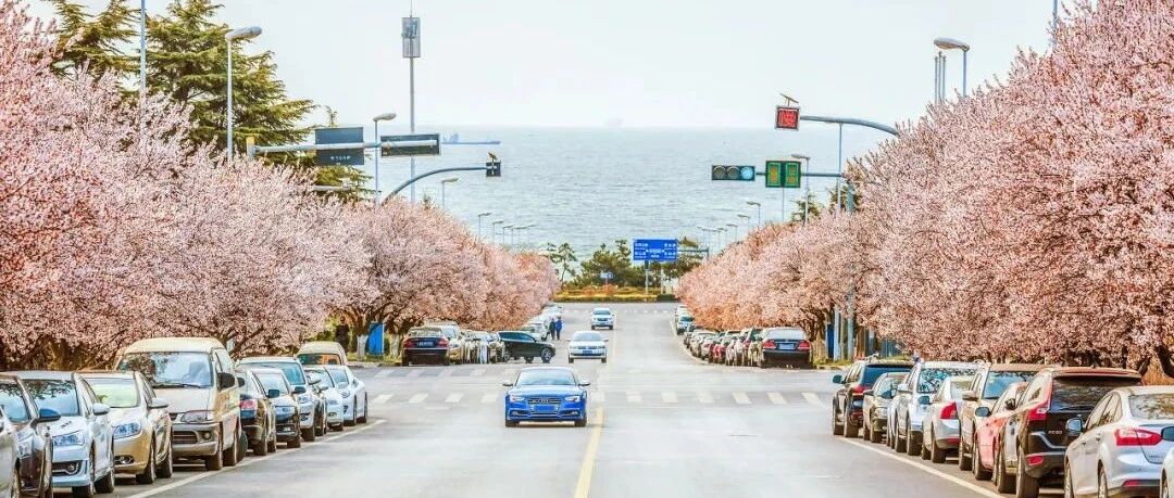 在这个城市，看一场大海与樱花的邂逅