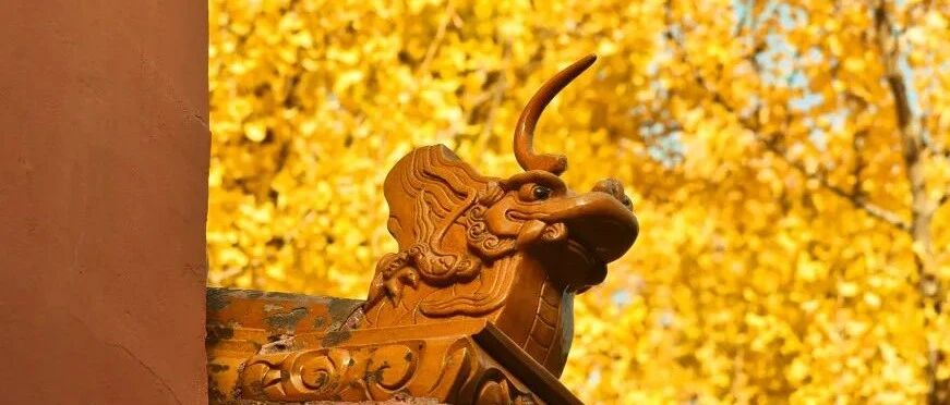 京城银杏观赏攻略，这就安排上了！