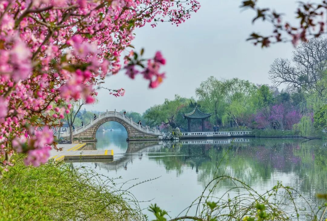 正是江南好风景 花开时节又逢君 江南赏春吃喝指南奉上 柠檬资讯