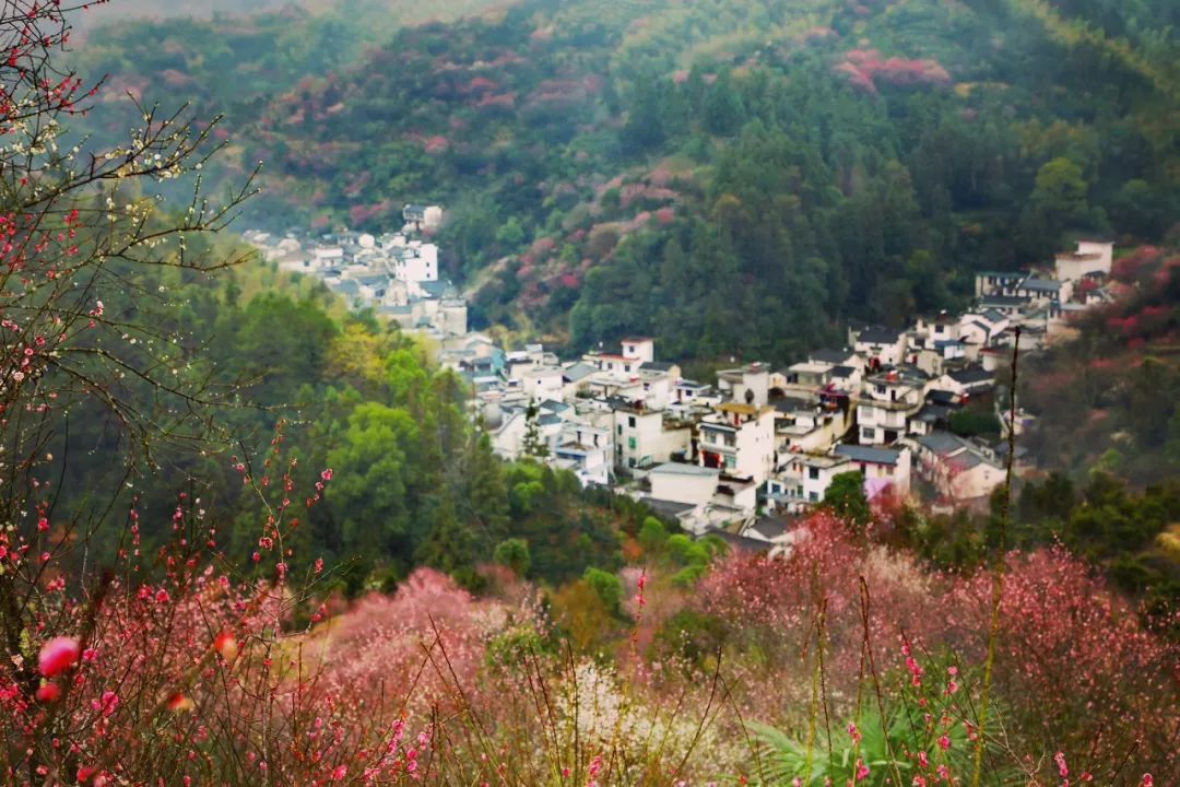 从2月美到5月 错过这些花海圣地 又要等一年 柠檬资讯