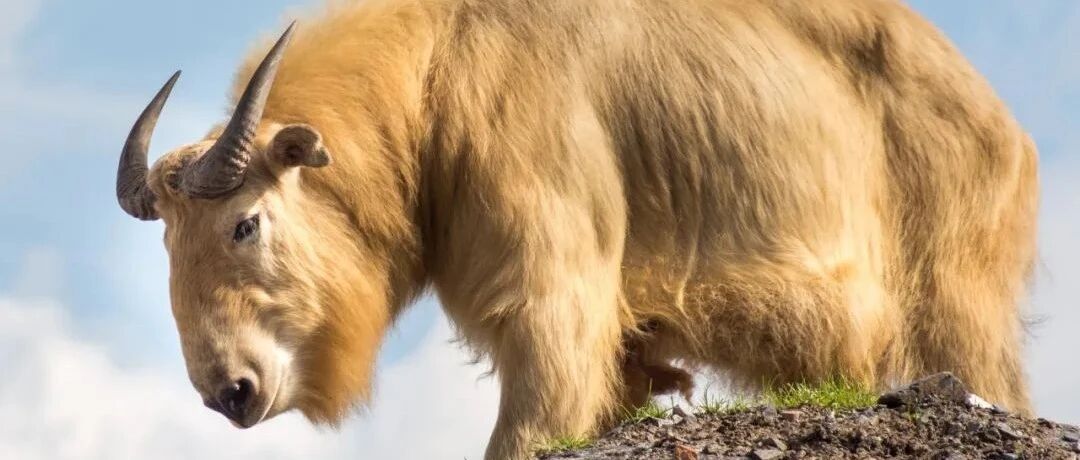 中国国家公园，终于来了！