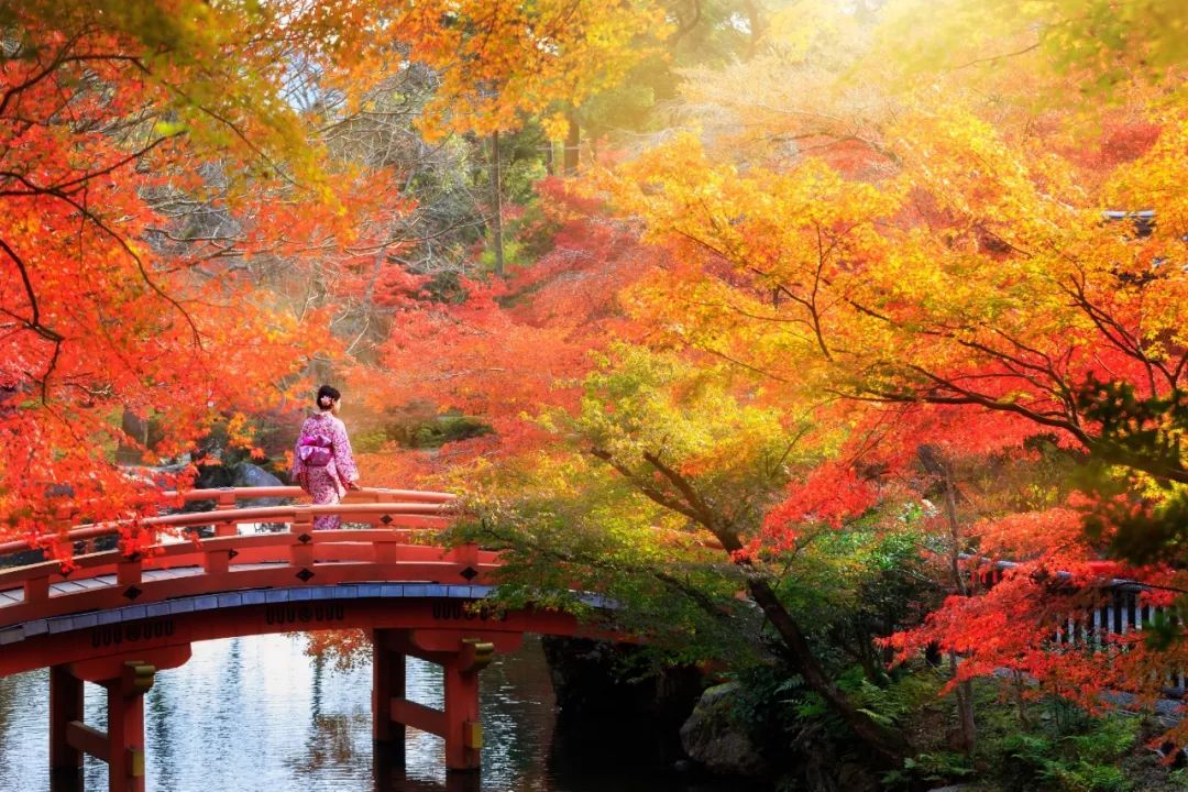 除了一年開兩次的琉璃光院 京都還私藏了些紅葉勝地能讓你驚嘆不已 尋夢新聞