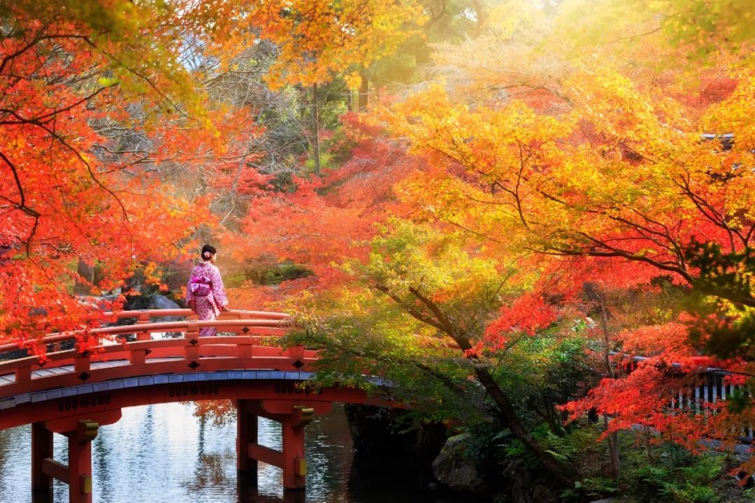 除了一年開兩次的琉璃光院，京都還私藏了些紅葉勝地能讓你驚嘆不已～ 旅行 第3張