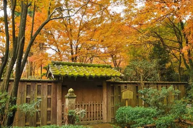 除了一年開兩次的琉璃光院，京都還私藏了些紅葉勝地能讓你驚嘆不已～ 旅行 第29張