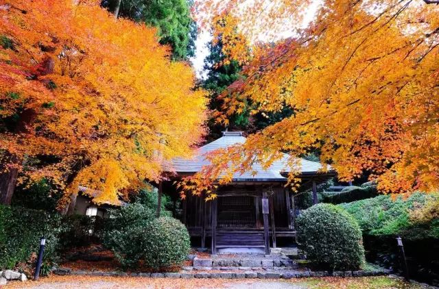 除了一年開兩次的琉璃光院，京都還私藏了些紅葉勝地能讓你驚嘆不已～ 旅行 第23張