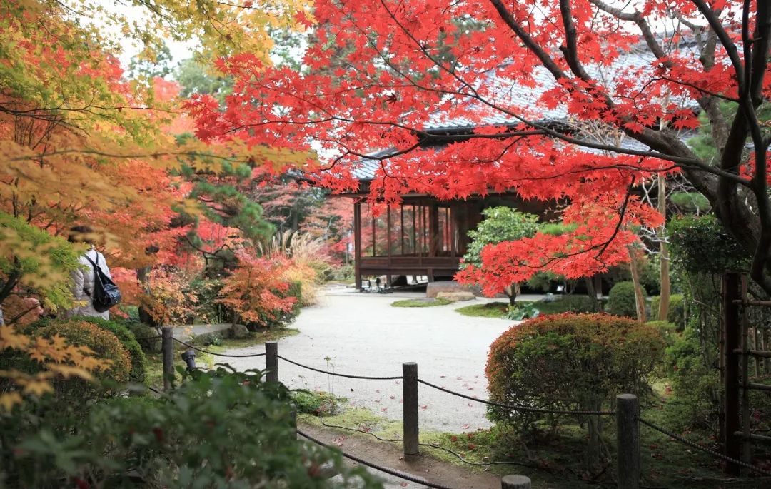 除了一年開兩次的琉璃光院，京都還私藏了些紅葉勝地能讓你驚嘆不已～ 旅行 第17張