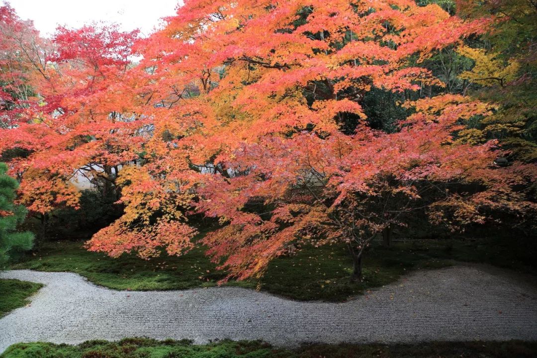 除了一年開兩次的琉璃光院，京都還私藏了些紅葉勝地能讓你驚嘆不已～ 旅行 第16張