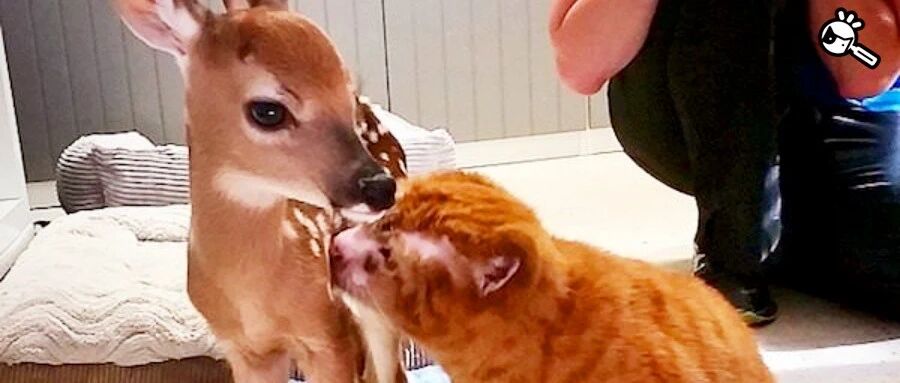 没有耳朵的小猫咪竟成了医院里的“社牛”猫？背后的故事感动无数网友...