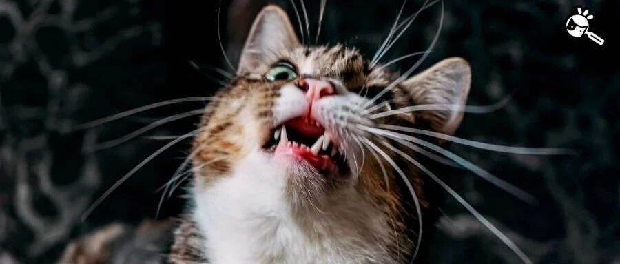 猫咪口腔护理5大误区，第一个很多人就中招！