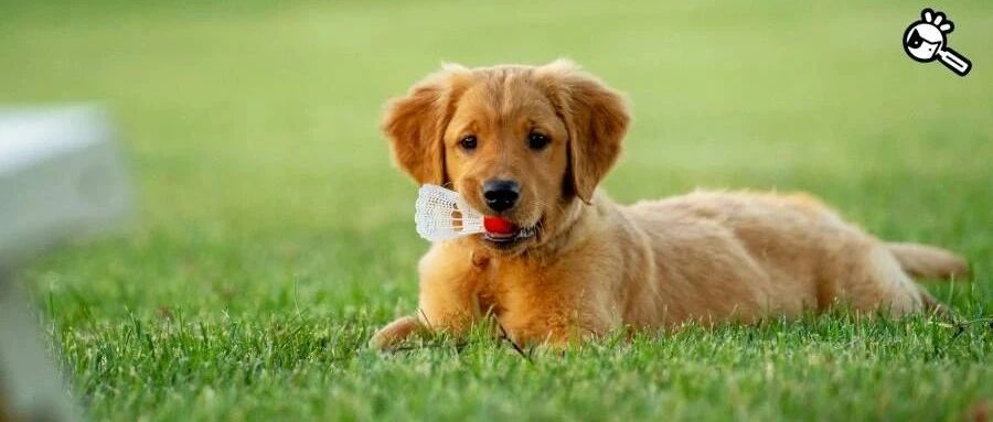 小奶狗影帝附体！飞奔、滑倒、爬起，碰瓷三连一气呵成！