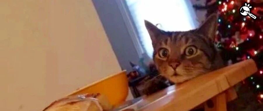 我寻思一只猫能有多馋，直到…它差点把电视舔穿了！