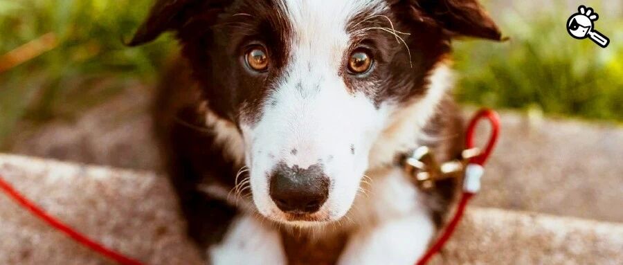 “白色爪子的狗狗驱虫药过敏？”谣言背后，有个不得不说的故事...