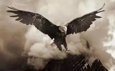 鹰的重生。（百看不厌）