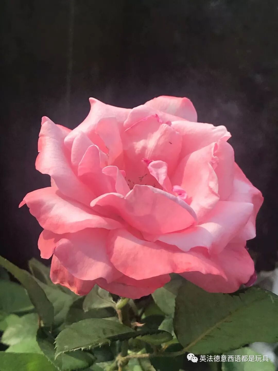 英法德語組合學習使英語變簡單 英法德意西語都是玩具 微文庫