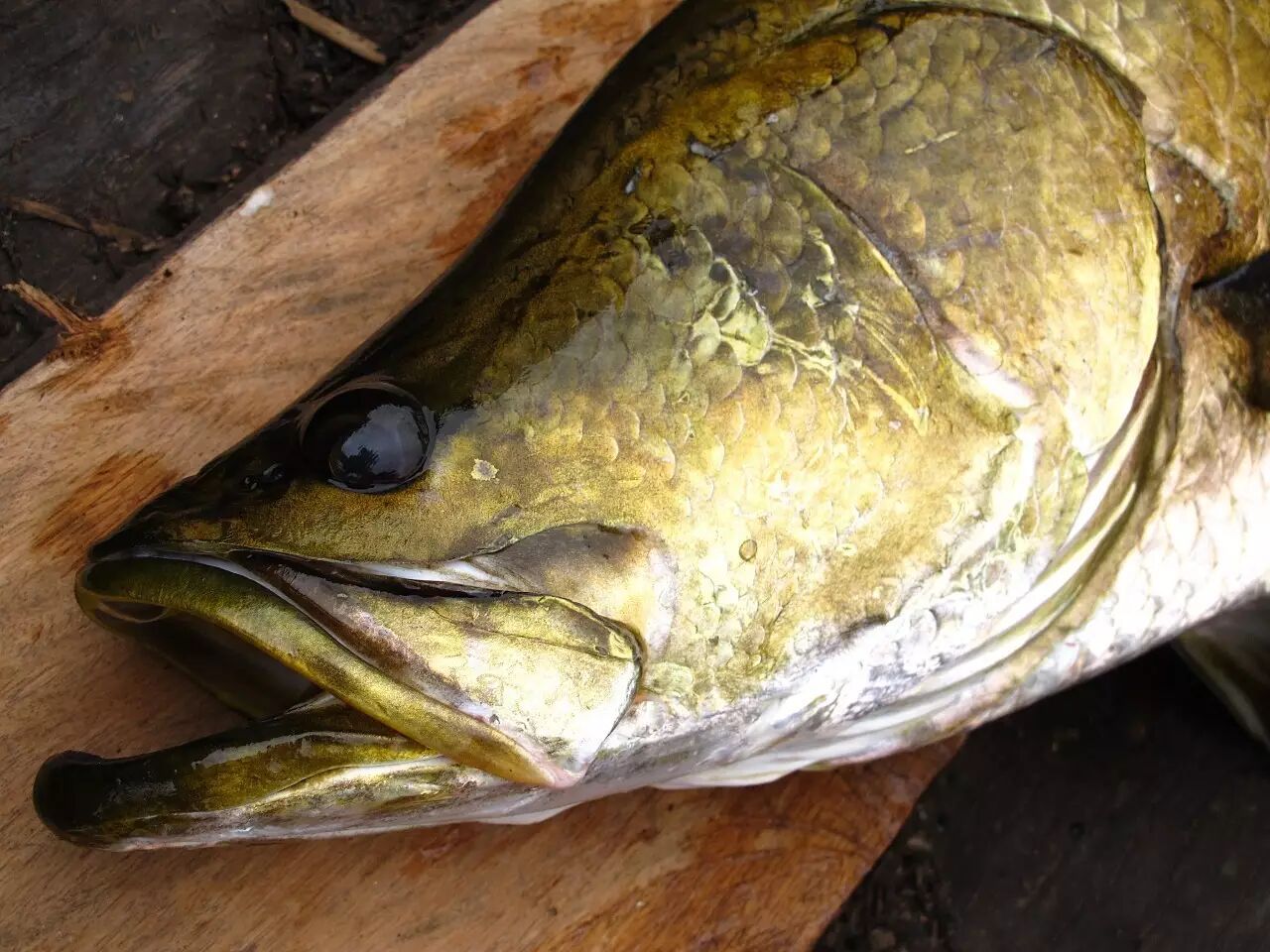 探钓巴布亚伊里安查亚——寻找传说中的巨型金目鲈(一)_手机搜狐网