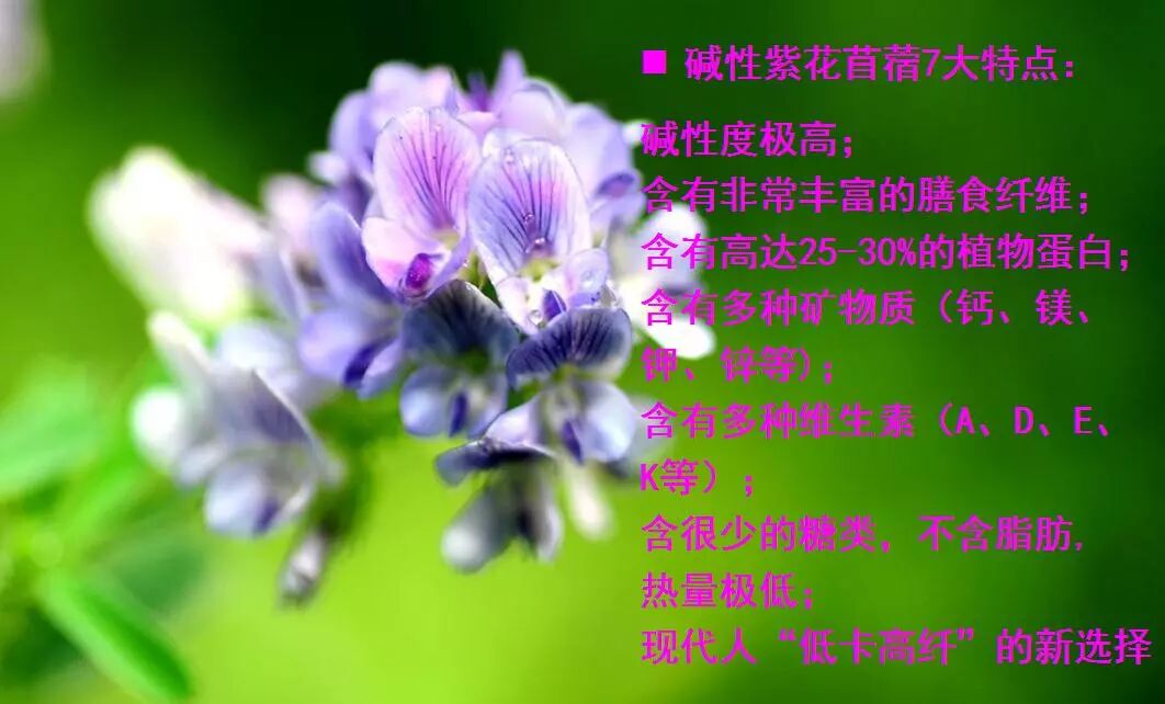 苜蓿酵素又一震惊实验 一勺酵素10秒中和肥肉 事实说话 生物电技术推广 微信公众号文章阅读 Wemp