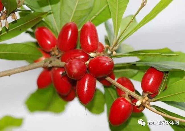 爱心阳光少年网:这种水果叫钙果,它的外皮有艳红色的,还有黄色的.