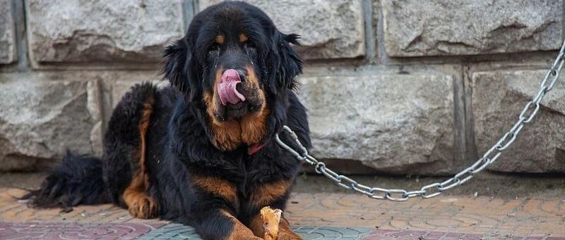 邻居遛藏獒不拴绳，女子受惊吓摔成高位截瘫！法院判赔100多万