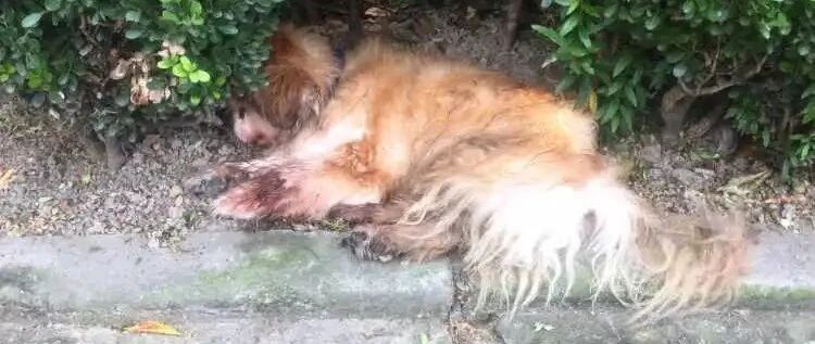 上海首例！男子将养了十几年的宠物狗遗弃，警方：罚500元，吊销犬证