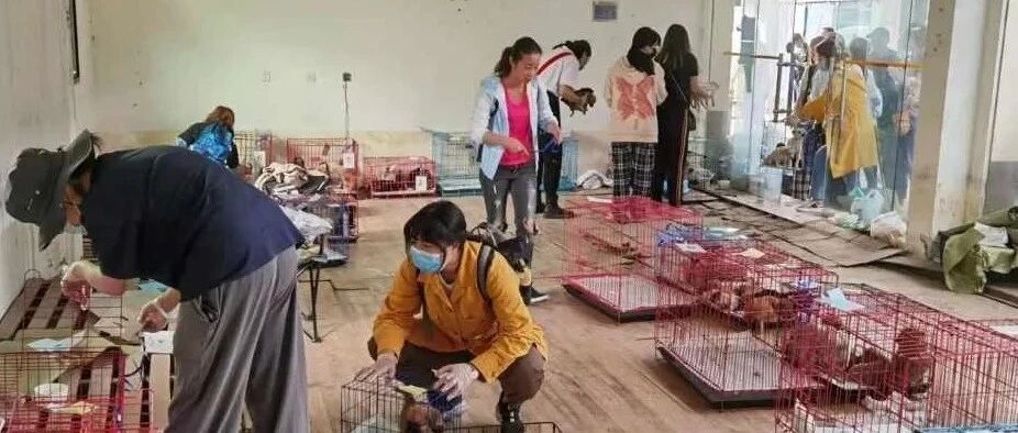 宠物盲盒太残忍!央视：这是对人性的背离