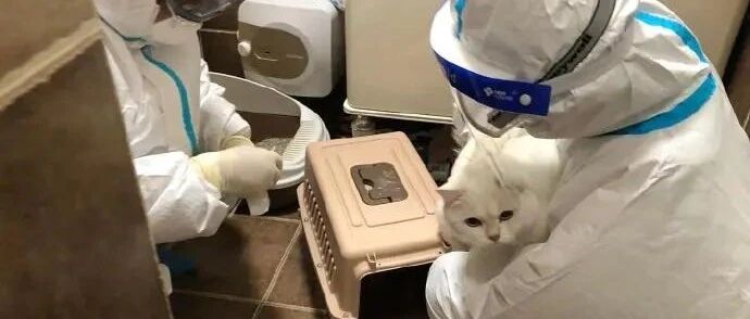 主人被隔离，“大白”上门给宠物猫喂食喂水，还测核酸！网友喊话“抄作业”...