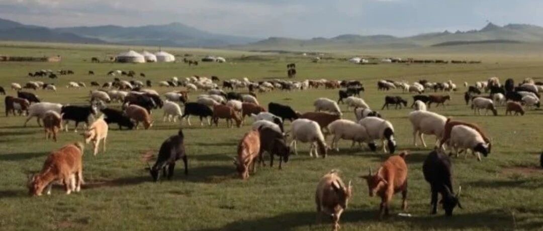 蒙古国的30000只羊要来了！“个个膘肥体壮”……