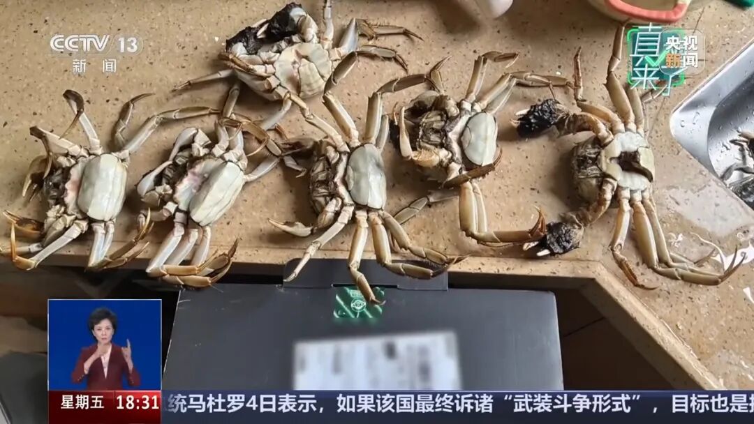 买家AI合成6只“死螃蟹”视频骗商家退款，警方：拘留8天，追缴违法所得195元(图2)
