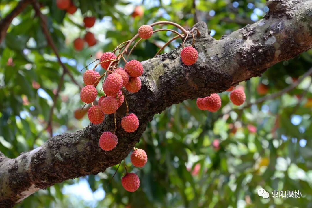 "国瑞镇隆荔枝小镇"摄影大赛获奖名单